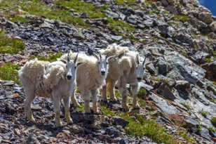 Mountain Goats-0533